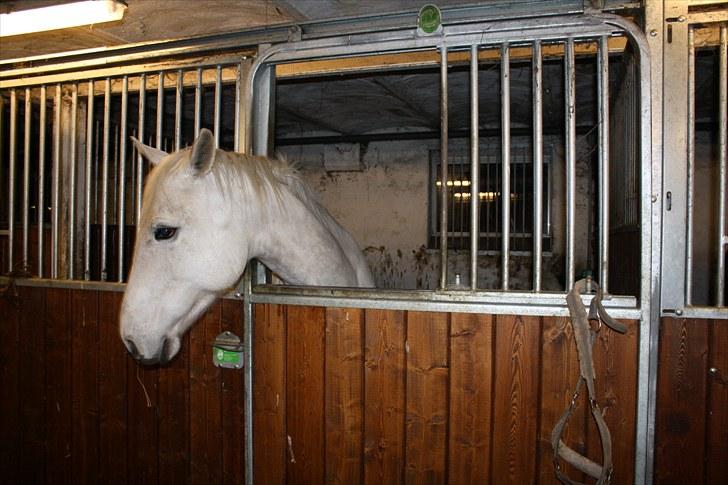 Dansk Varmblod Egely's Inzaghi billede 6