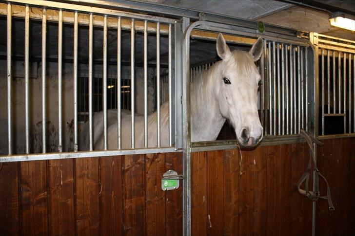 Dansk Varmblod Egely's Inzaghi billede 7