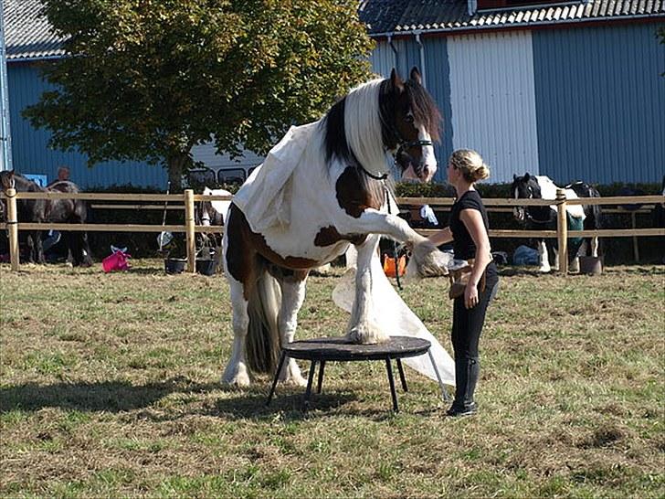 Tinker Mister Charlie SOLGT - Opvisning på Egeskov marked 2009. billede 10