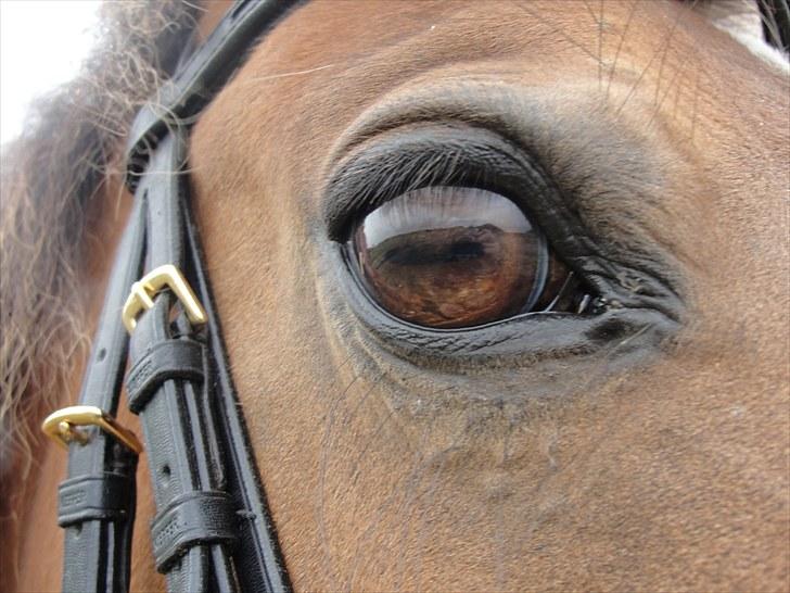 Anden særlig race Cherie *Gl. Part* (Solgt) - 3. Cherie´s smukke øje<3  Den gang jeg red med bid på Cherie... billede 3
