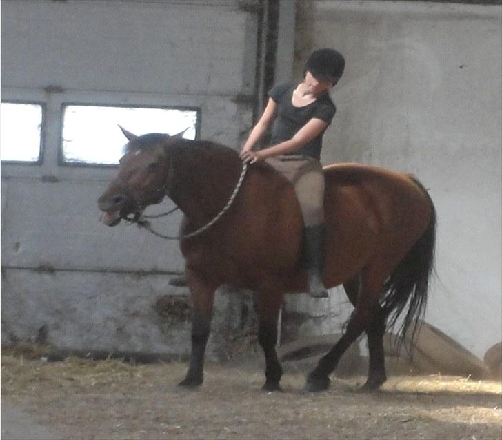 Anden særlig race Cherie *Gl. Part* (Solgt) - 5. Da vi skulle skridte af(; Jeg kunne ikke rigtigt se hvad hun lavede først men bag efter gabte hun?(: Skøre hest.. billede 5