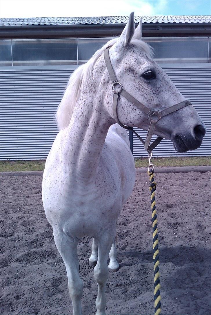 Dansk Varmblod Tequila - Hvor er Cario mon blevet af? billede 10