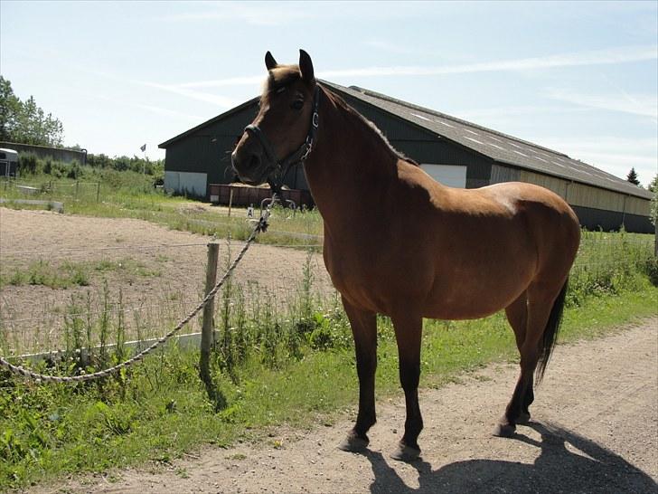 Anden særlig race Cherie *Gl. Part* (Solgt) - 12. Opmærksom på kameraet!<3:D Jeg prøver at opstilde Cherie, gik ikke så godt men her er det bedste af billederne (:<3 billede 12