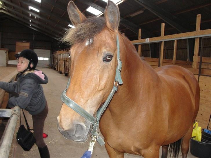 Anden særlig race Cherie *Gl. Part* (Solgt) - 14. Smukkeste!<3 Blitzen ødelægger lidt billedet ved øjene billede 14