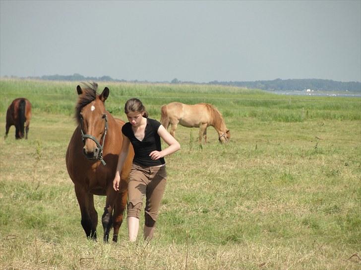Anden særlig race Cherie *Gl. Part* (Solgt) - 15. På marken:D Nu kan man virkelig se en kæmpe mave, ligner næsten hun er ifol men nej nej. det er græs, hun  spiser som en med 4 maver!!:D billede 15