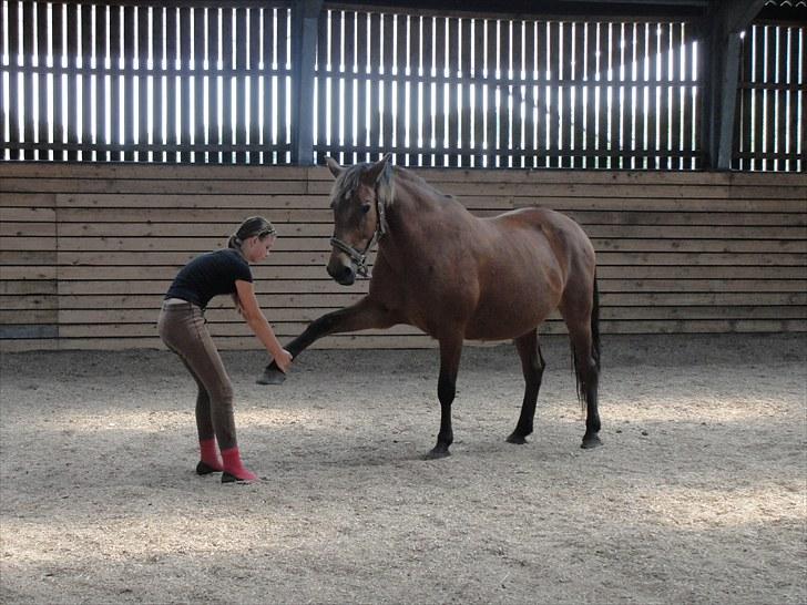 Anden særlig race Cherie *Gl. Part* (Solgt) - 16. Så strækker vi lige dit ben:D Sødte hest, gid du vidste hvor meget jeg elskede dig!<3 billede 16