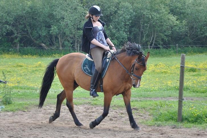 Anden særlig race Nygaards Beebob billede 20