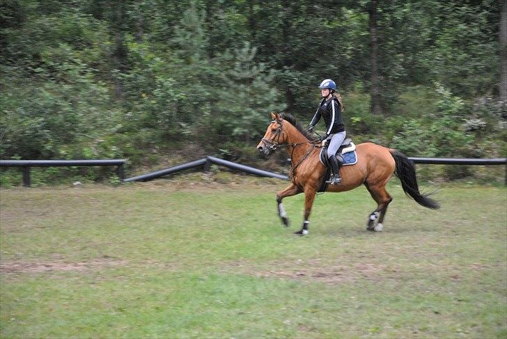 Hollandsk Varmblod Nahor Best - FOTO Malene Dahl  billede 5