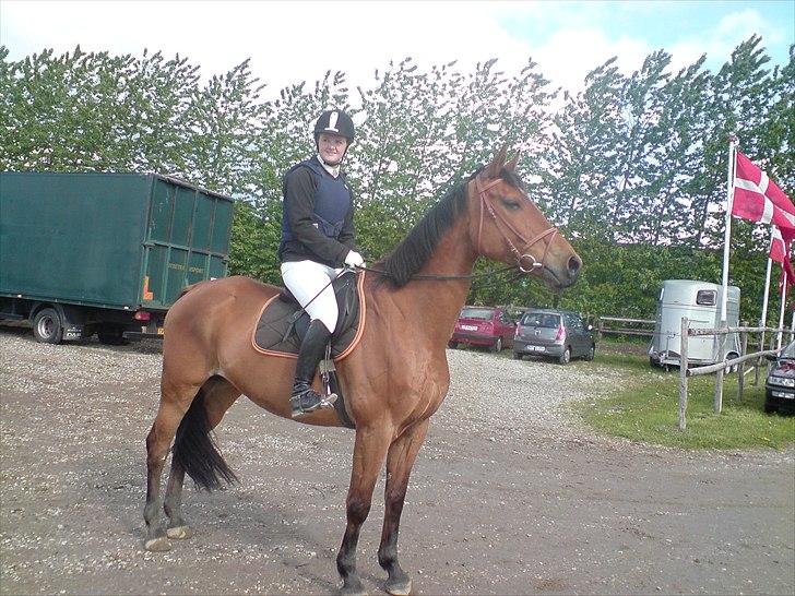 Hollandsk Varmblod Nahor Best - en smuk hest<3 billede 7