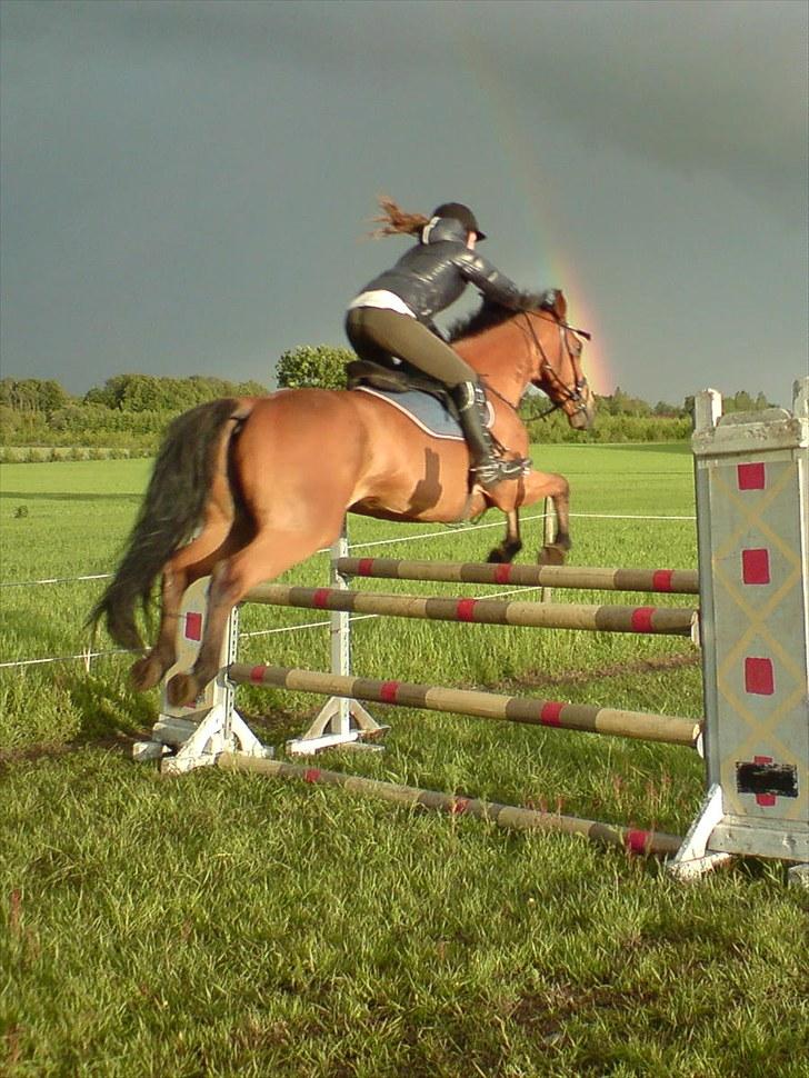 Hollandsk Varmblod Nahor Best - mig og Nahor springer 115cm. FOTO Malene Dahl ;D tak  billede 8