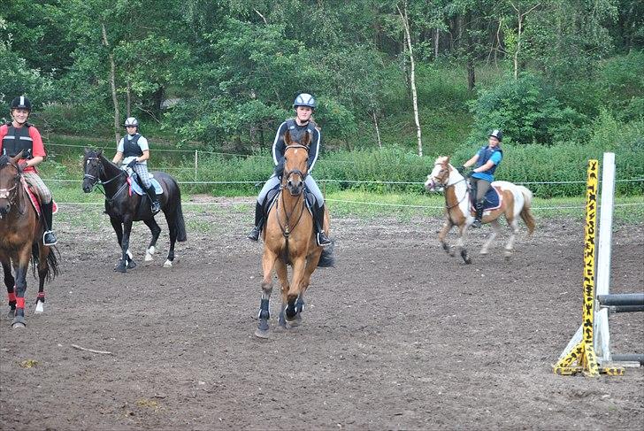 Hollandsk Varmblod Nahor Best - FOTO Janni<3 billede 12