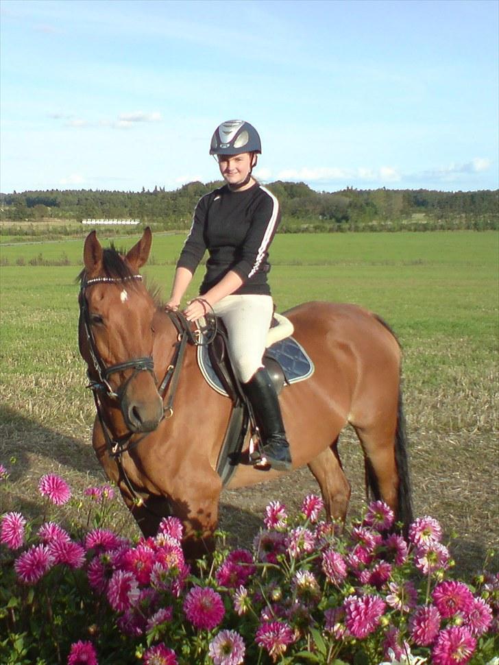 Hollandsk Varmblod Nahor Best - FOTO Malene Dahl  billede 14
