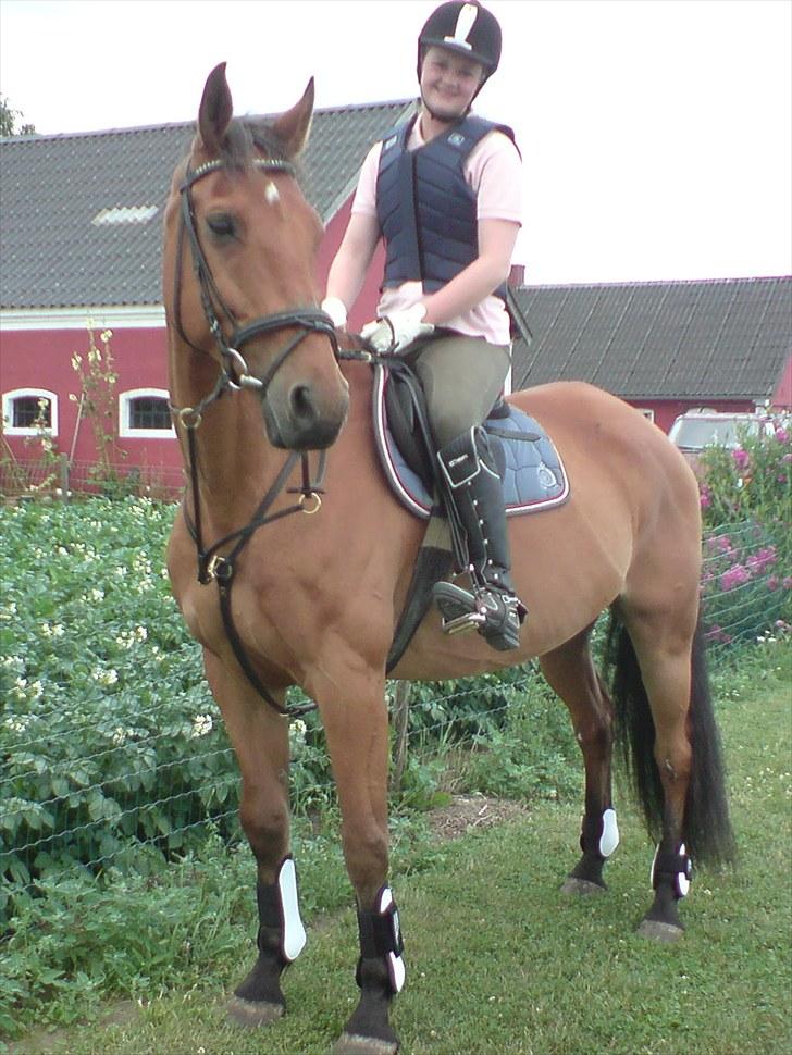 Hollandsk Varmblod Nahor Best billede 15