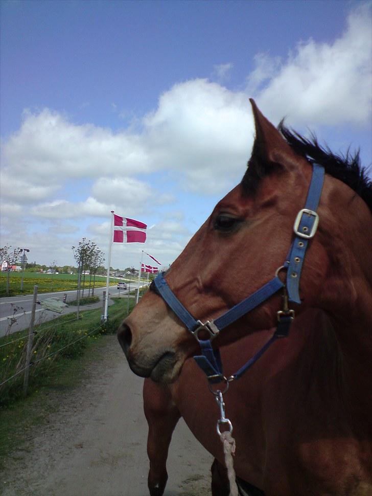 Hollandsk Varmblod Nahor Best billede 18
