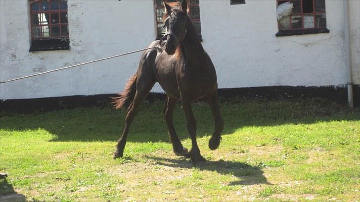 Frieser Rex <3 billede 6