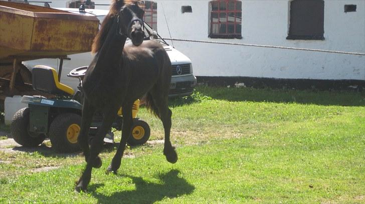 Frieser Rex <3 billede 7