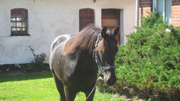 Frieser Rex <3 billede 9