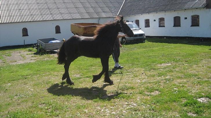 Frieser Rex <3 billede 13