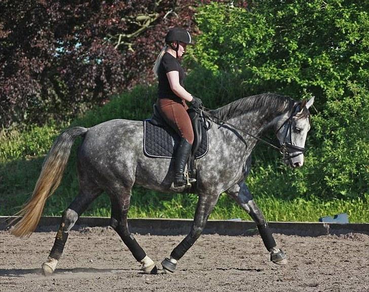 Dansk Varmblod Holkjærs Diablo - træning d. 16-06-10 taget af hestepotreat.dk  billede 13