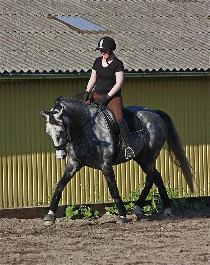 Dansk Varmblod Holkjærs Diablo - træning d. 16-06-10 taget af hestepotreat.dk  billede 14