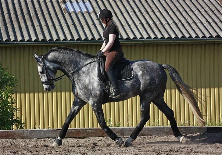 Dansk Varmblod Holkjærs Diablo - træning d. 16-06-10 taget af hestepotreat.dk  billede 15