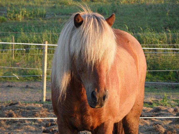 Islænder Soti fra Hejnstrup - Er han ikke skønt billede 6