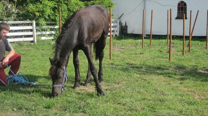 Frieser Thor<3 [SOLGT] billede 6