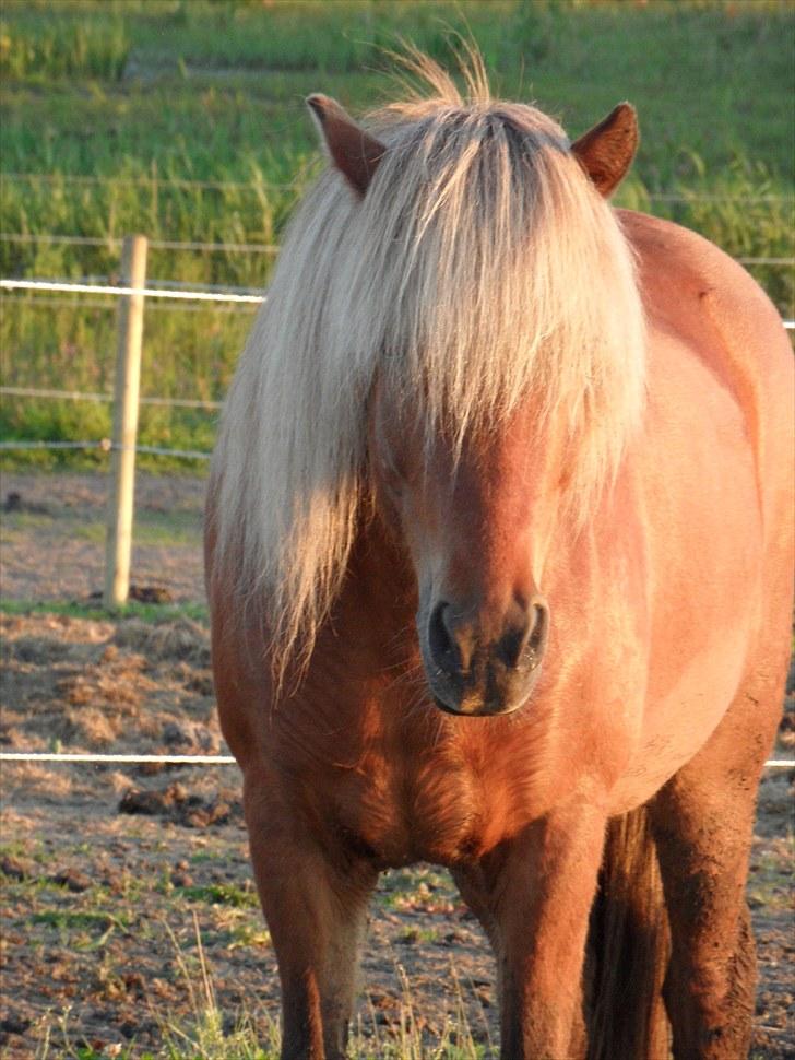 Islænder Soti fra Hejnstrup - En dejlig juni aften billede 7