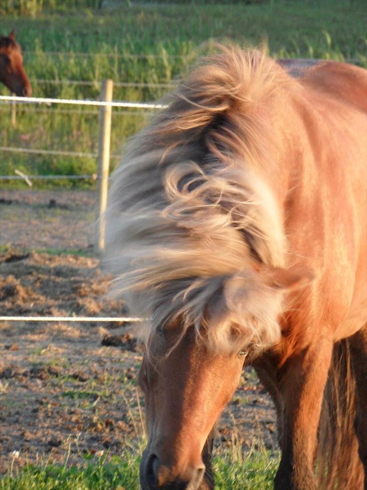 Islænder Soti fra Hejnstrup - Jeg bliver simpelthen nødt til at ryste mit lækre hår:-) billede 8
