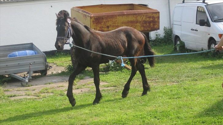 Frieser Thor<3 [SOLGT] billede 7