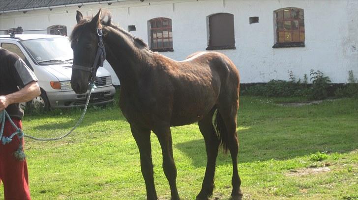 Frieser Thor<3 [SOLGT] billede 8