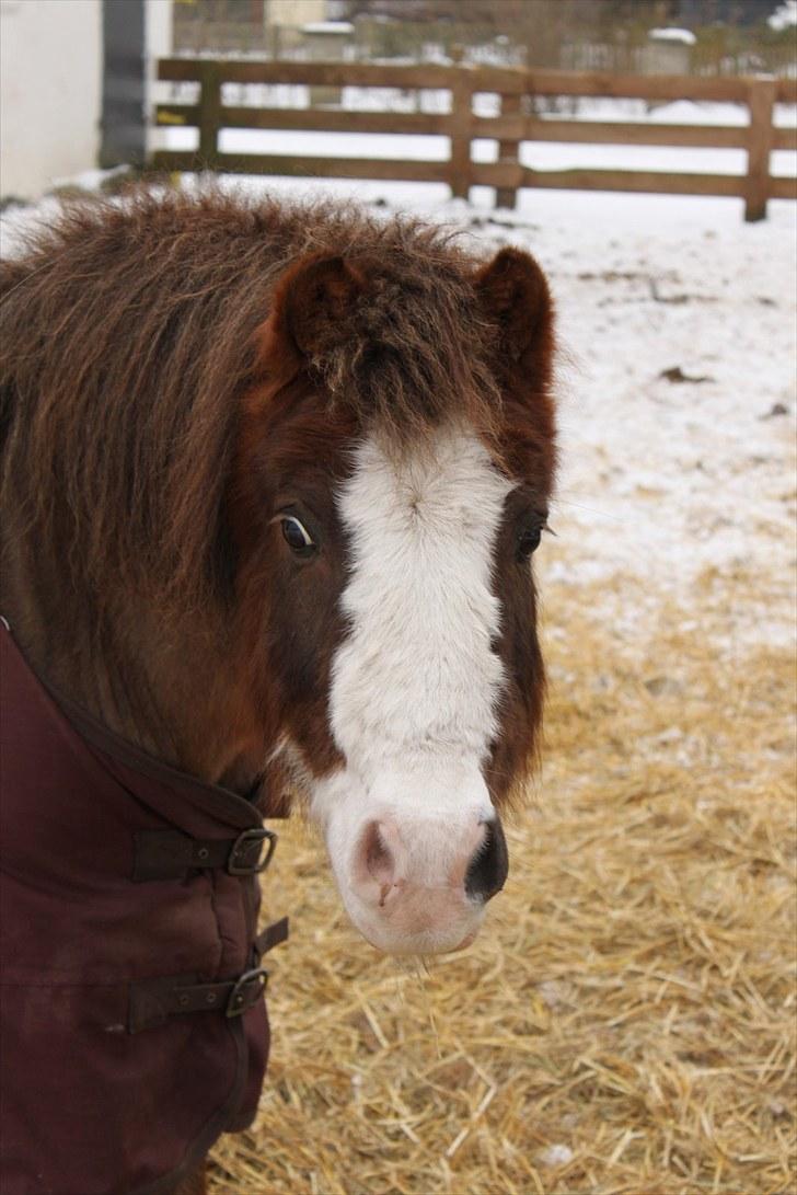 Anden særlig race Sanex <3  billede 12