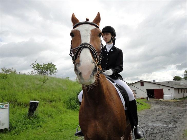 Frederiksborg Lasse Lykkebo :) ~ † R.I.P. † - Kig på den smukke hest! Ikke.. dens lidt underlige rytter (mig) :b billede 3