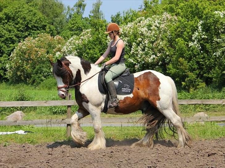 Tinker Mister Charlie SOLGT - Træning på ridebanen 2010 billede 16