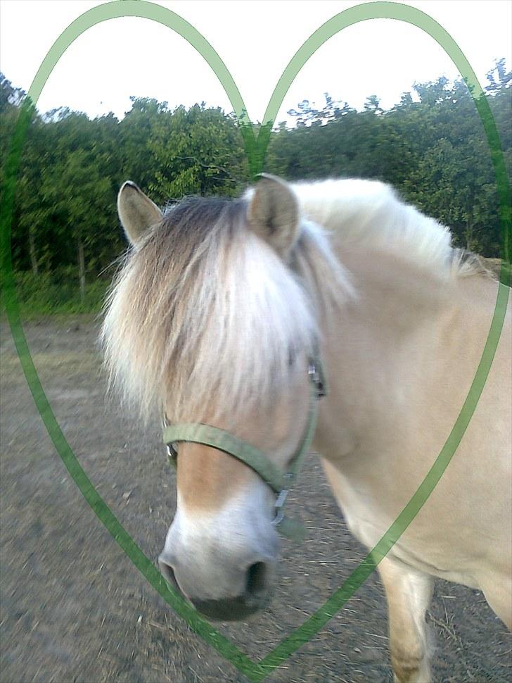 Fjordhest Marco Østerkær død - love :-) billede 17