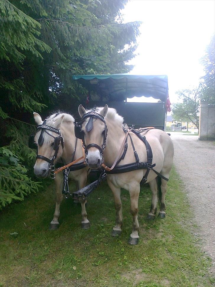 Fjordhest Marco Østerkær død billede 19