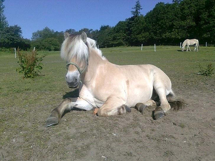 Fjordhest Marco Østerkær død - dejlige marco slapper af billede 20