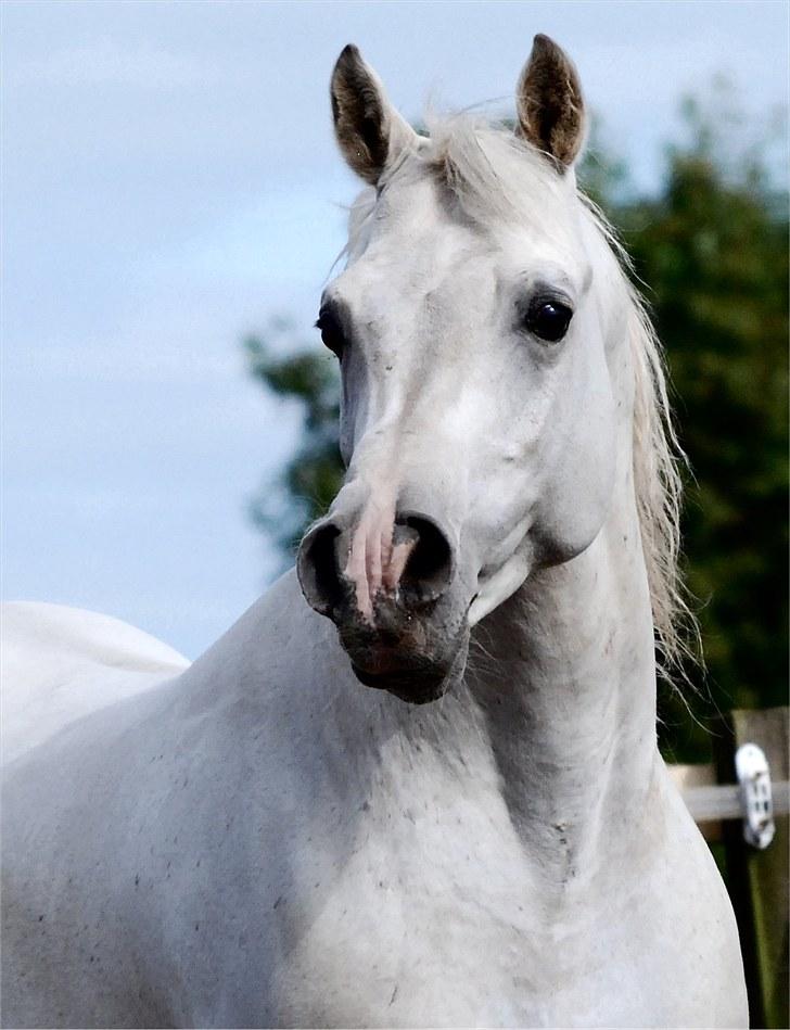 Arabisk fuldblod (OX) Gual Sadam - Foto: Kida Arabians billede 11