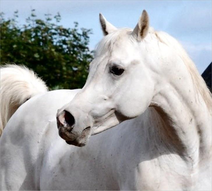 Arabisk fuldblod (OX) Gual Sadam - Foto: Kida Arabians billede 13