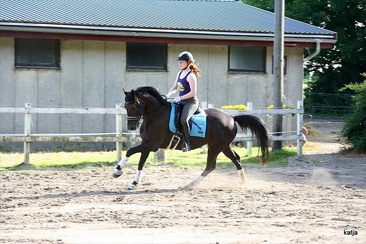 Trakehner Domino - Fuld galop, mod springet... billede 14