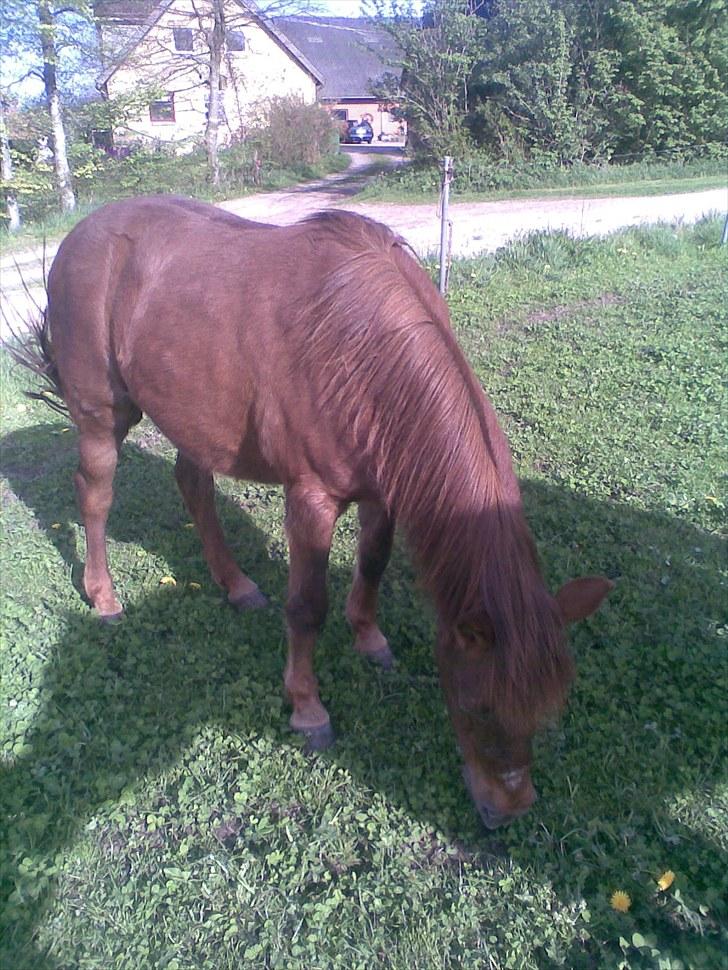 Anden særlig race My Fair billede 1