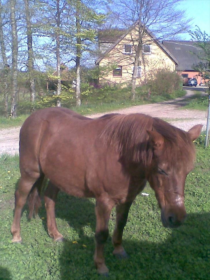 Anden særlig race My Fair billede 2