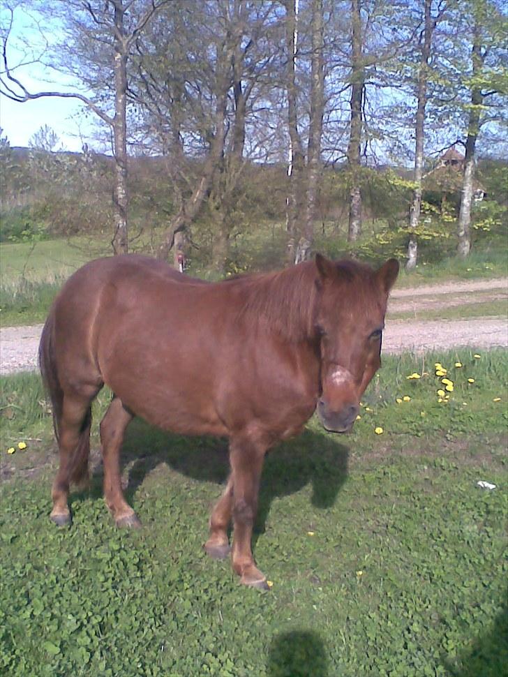 Anden særlig race My Fair billede 3