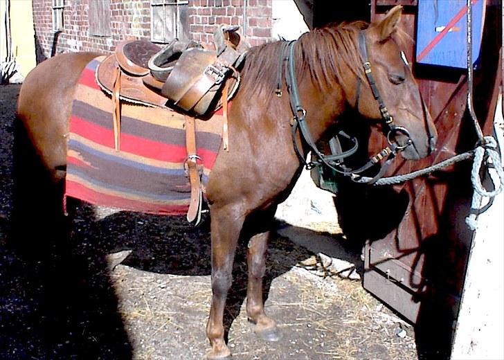 Anden særlig race My Fair billede 5