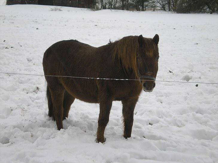 Anden særlig race My Fair billede 7