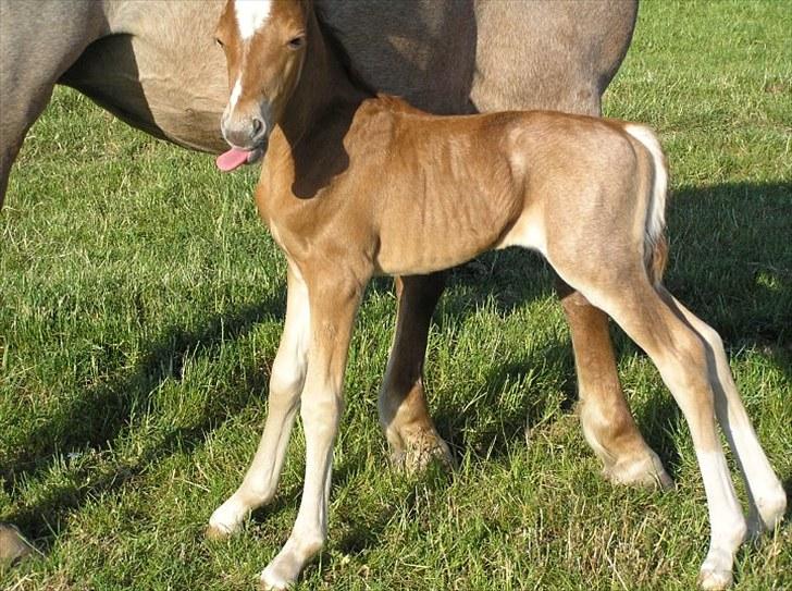 Welsh Pony (sec B) Valentins Lamirado  - se min tunge  billede 13