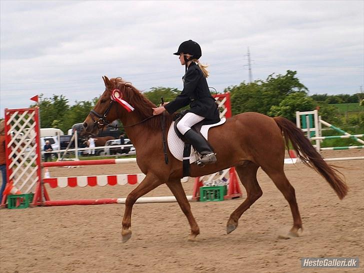 Anden særlig race Mccoy - foto: Anne Rafn<3 en glad pony ;D  billede 1
