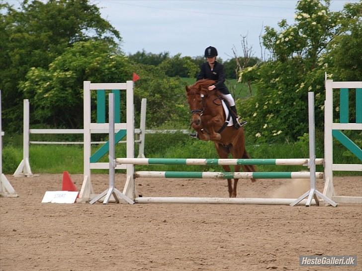Anden særlig race Mccoy - foto: Anne Rafn<3 spring (:  billede 2