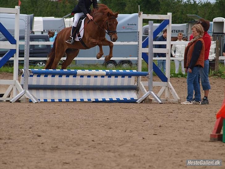 Anden særlig race Mccoy - foto: Anne Rafn<3  billede 3