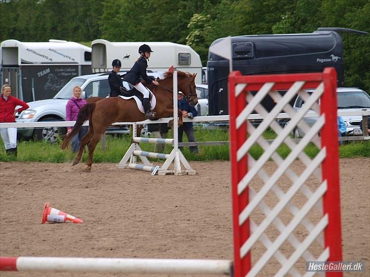 Anden særlig race Mccoy - foto: Anne Rafn<3  billede 4